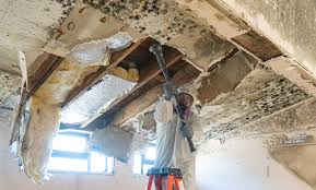 Best Real Estate Mold Inspection  in USA